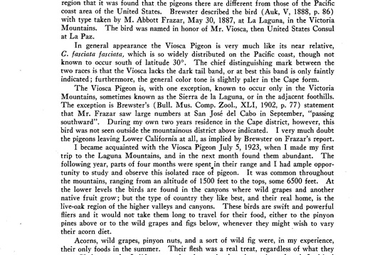 Viosca Pigeon Page 1 (977 visits) Viosca Pigeon Page 1